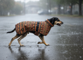 Load image into Gallery viewer, Kishua Rain Jacket
